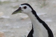 White-breasted Waterhen (Amaurornis phoenicurus)